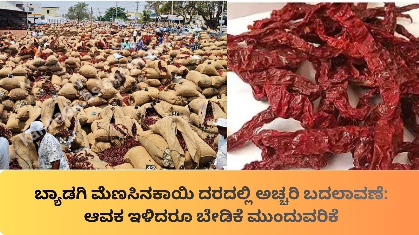Byadagi Chilli Price Today