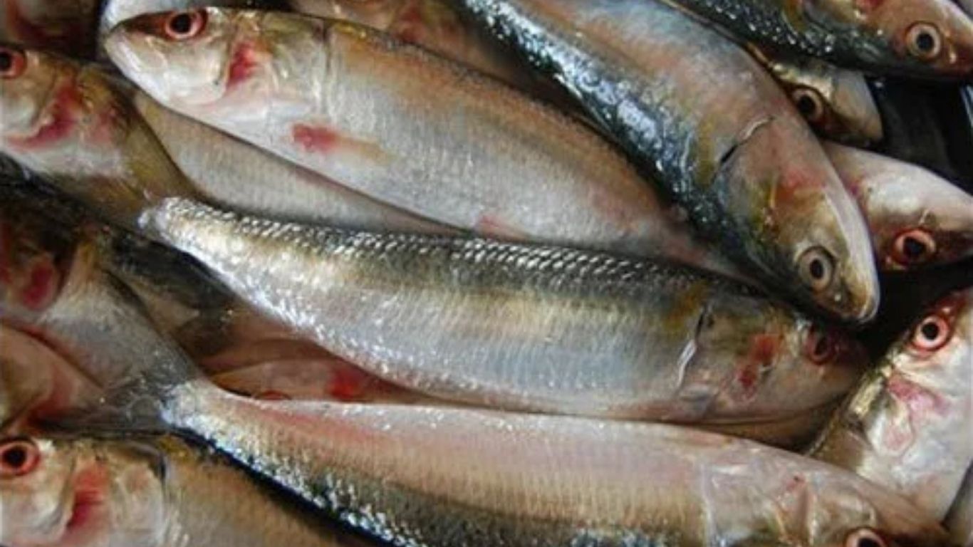 mathi fish shortage