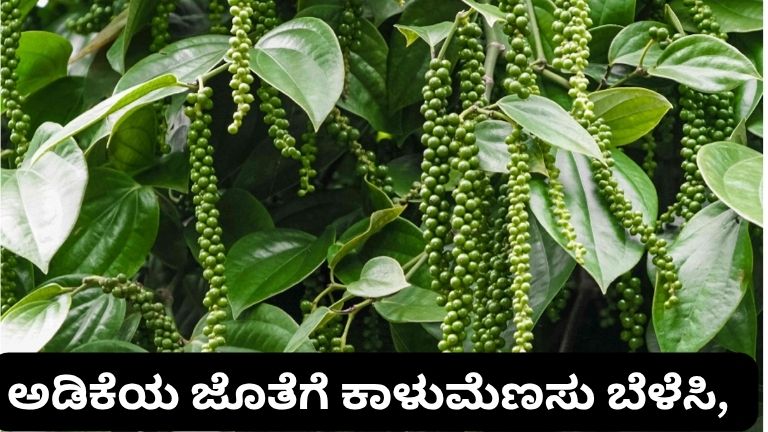 Adike totadalli kalu menassu