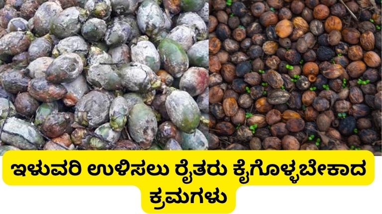 Arecanut koleroga mahali disease